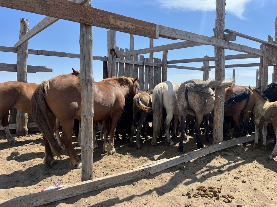 Кобылы российские