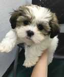 Bichon havanez  600 lei