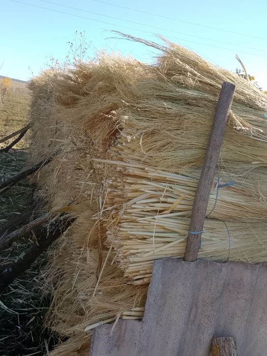 Vând Sorg...Tatarca pt maturi Sat Calacea