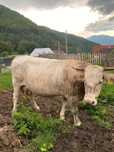 Vaca cu lapte de 3 ani
