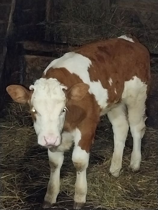 Vând doi taurasi 2 luni