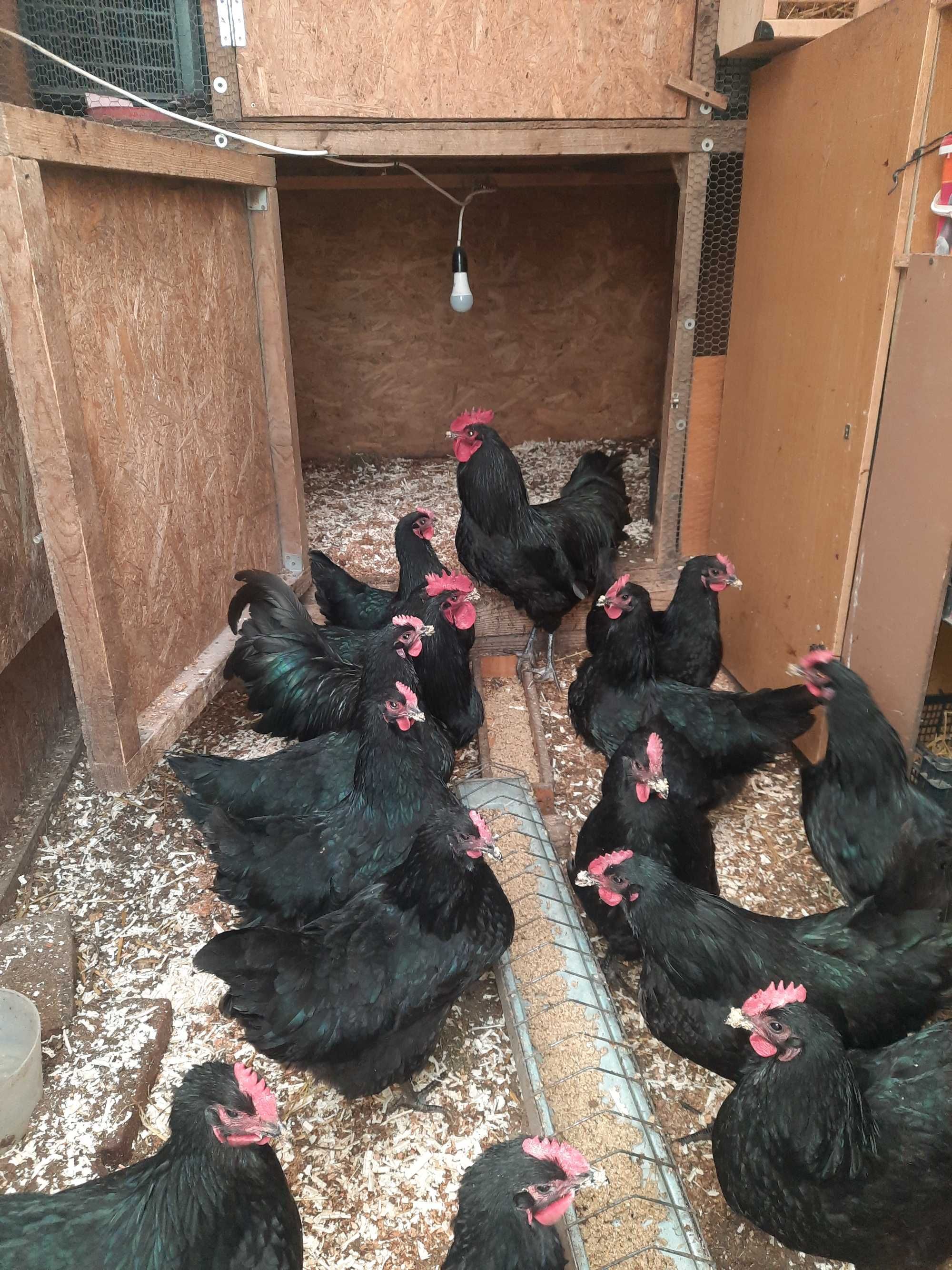 Oua  pentru incubat australorp negru