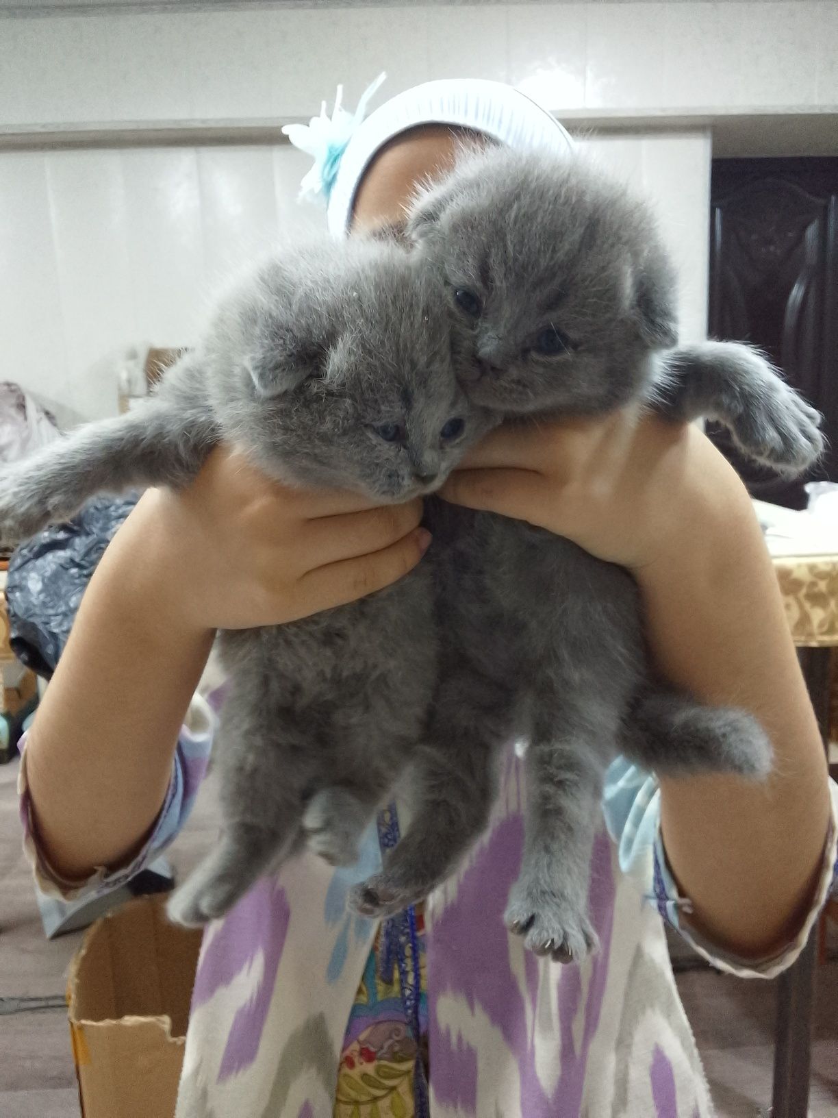 Продается кошка с котятами