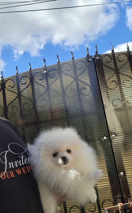 Pomeranian pui talie mică