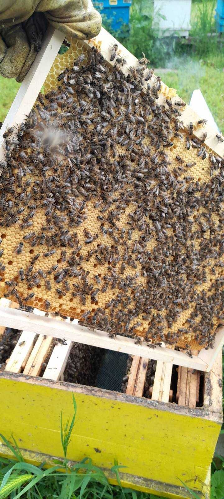 Биологични пчелни майки и отводки от лицензиран производител за 2024г.