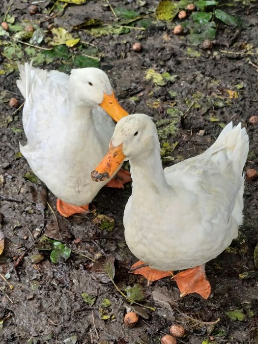 Vând două  rațe pekin..