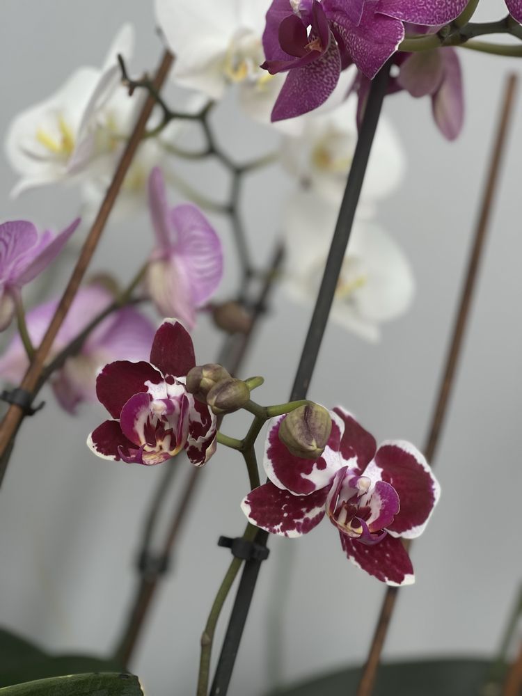 Орхидея (живая) цветущая. Много разных.
