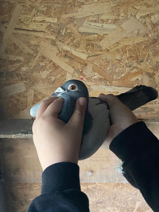 Vând porumbei voiajori cu zboruri porumbei sunt de fond!  M.2022 f2019