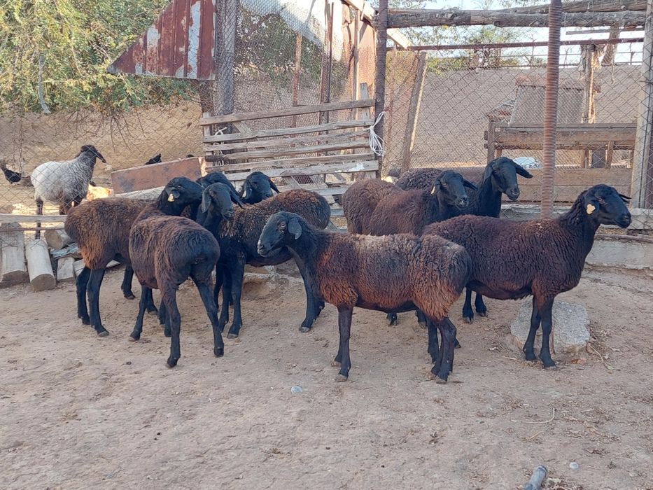 Семіз жем жеп тұрған бойдақ қойлар сатылады. Сойып береміз.
