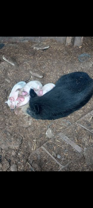 Продавам бременна свиня и юница