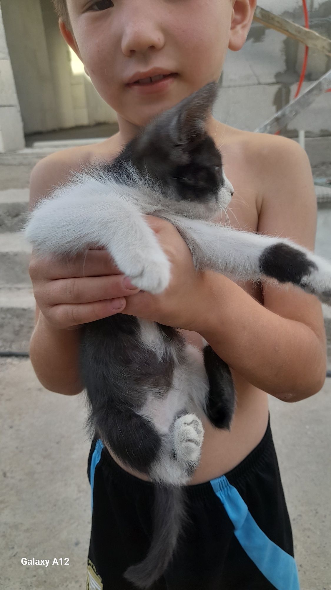Котята бесплатно