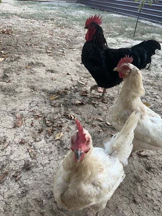 Тухум коядиган товула