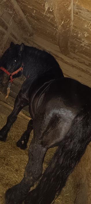 Vând doi Armăsari ardenezi de 9 și 10 ani
