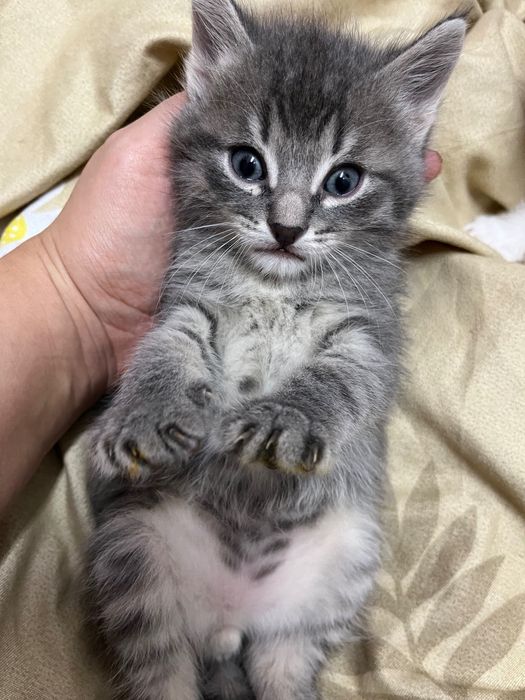 Отдам котят БЕСПЛАТНО