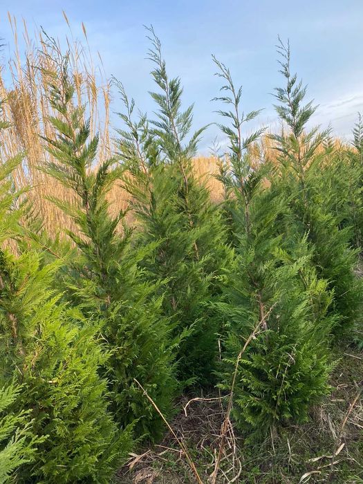 Leylandii dam start la sezonul de Primavara