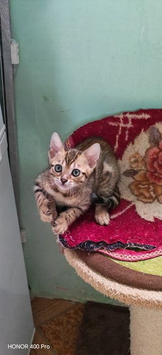 Бенгальские котята