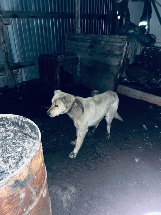 Отдам даром сабаку