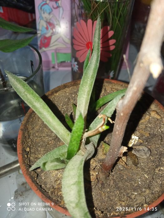 Обмен, комнатные и не только цветы