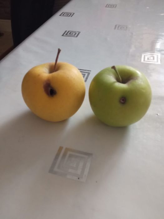 Продам яблоки разные .
