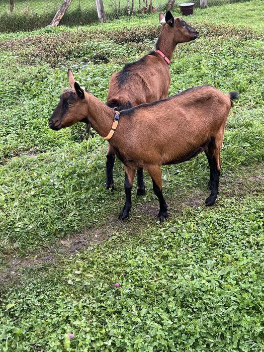 Capre gestante rasa alpina franceza