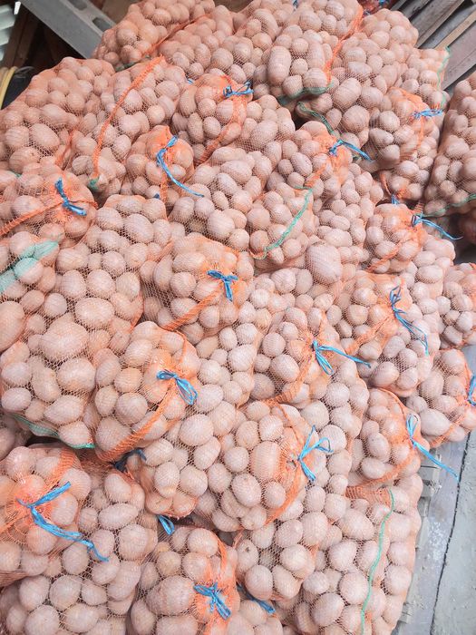 Cartofi carera 60+ și 50 +