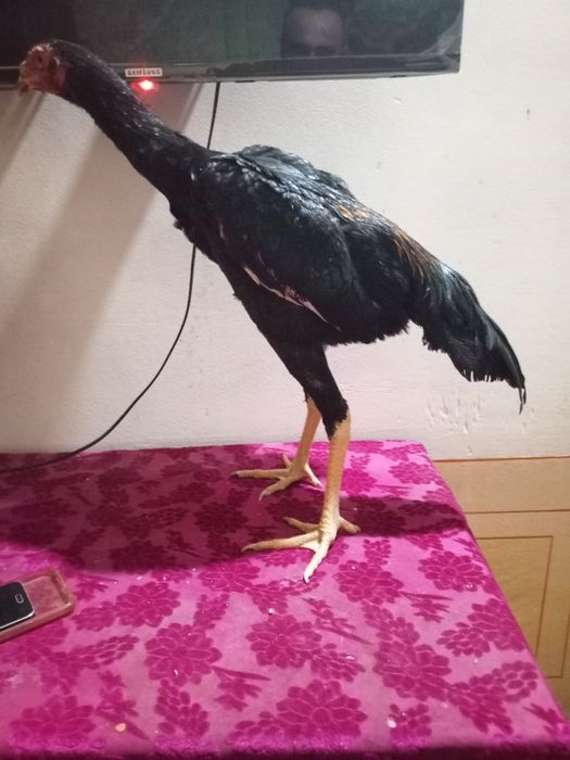 Tonka juja sotiladi iyun 3 kg