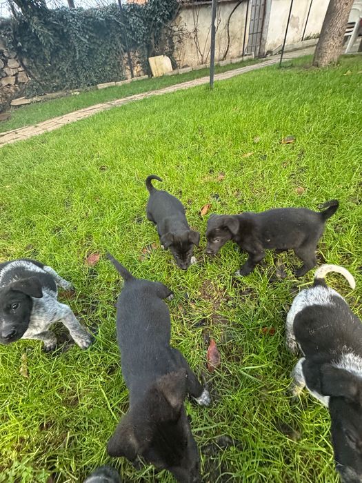 Подарявам кученца