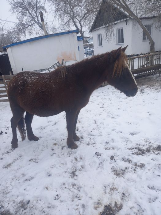 Продам жеребую кобылу