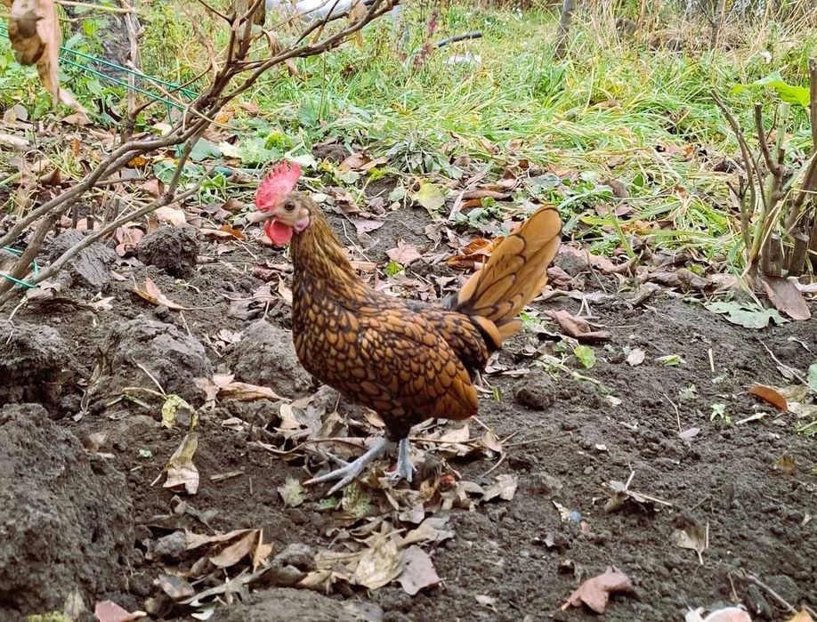 De vânzare cocoșei rasa Sebright și Mii de Fiori/Găini de Porțelan.