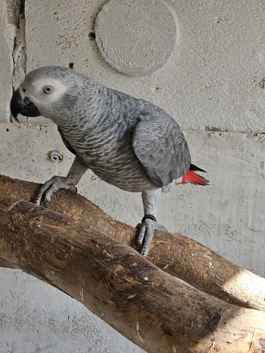 Papagal jako african grey