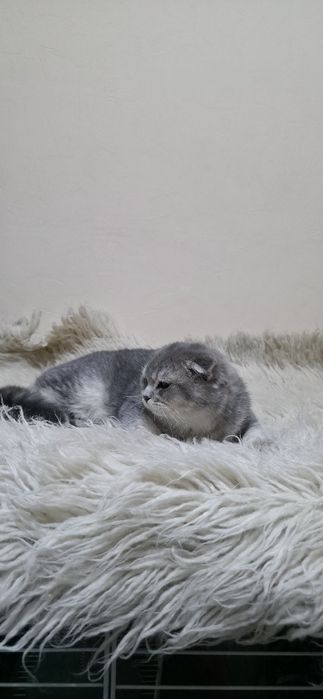 Prodayotsya Chistakrovniy paren