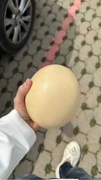 ou de strut pentru consum proaspete