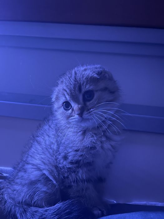 Кот на Вязку , не на продажу