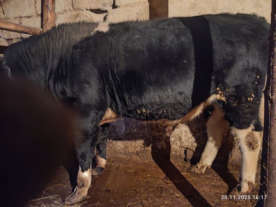 Семіз бұқа сатылады