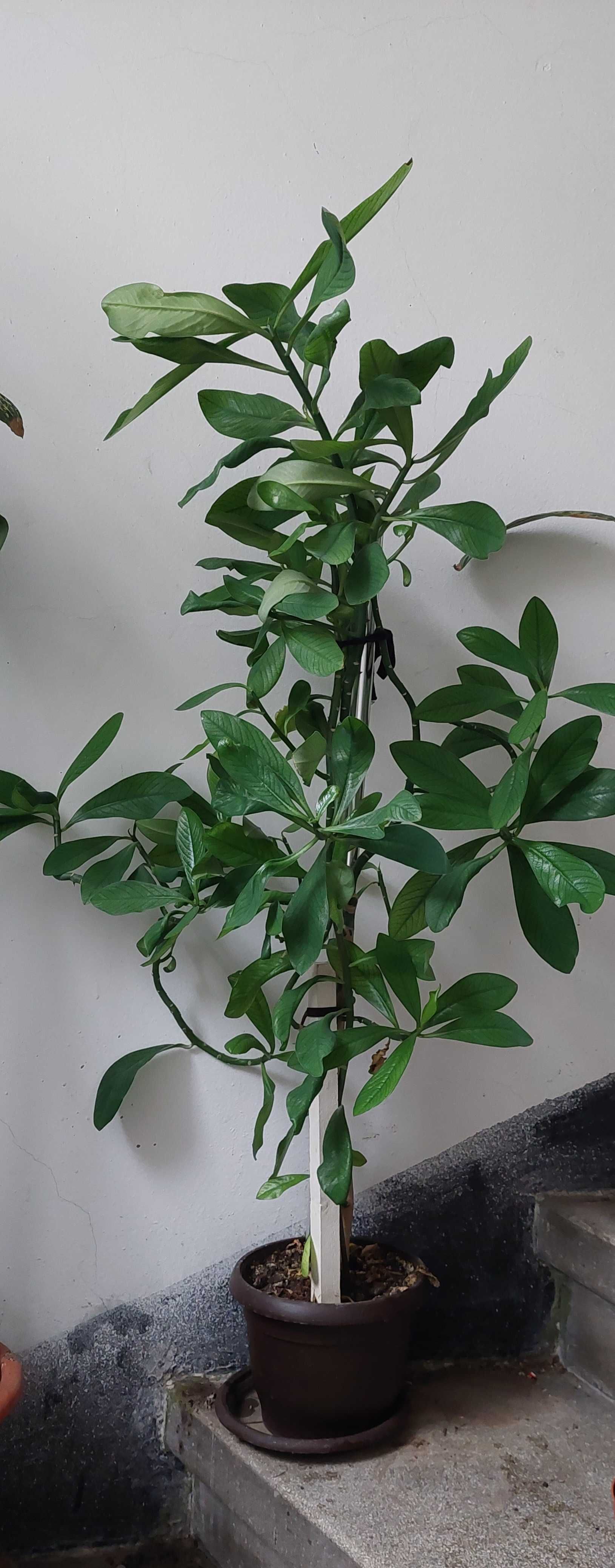 Arbore de Cauciuc planta tanara ornamentala Viguroasa