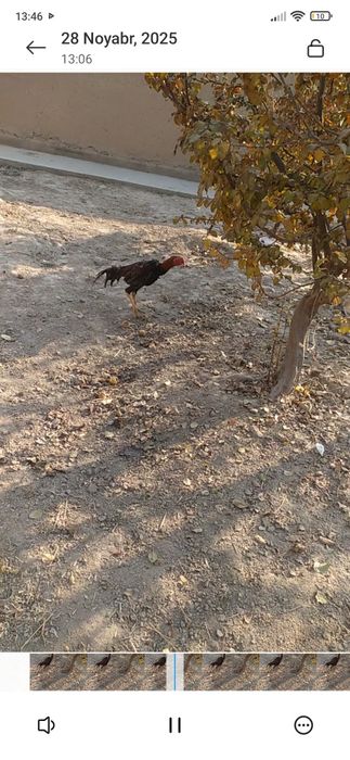 Sotiladi dakan joʻja