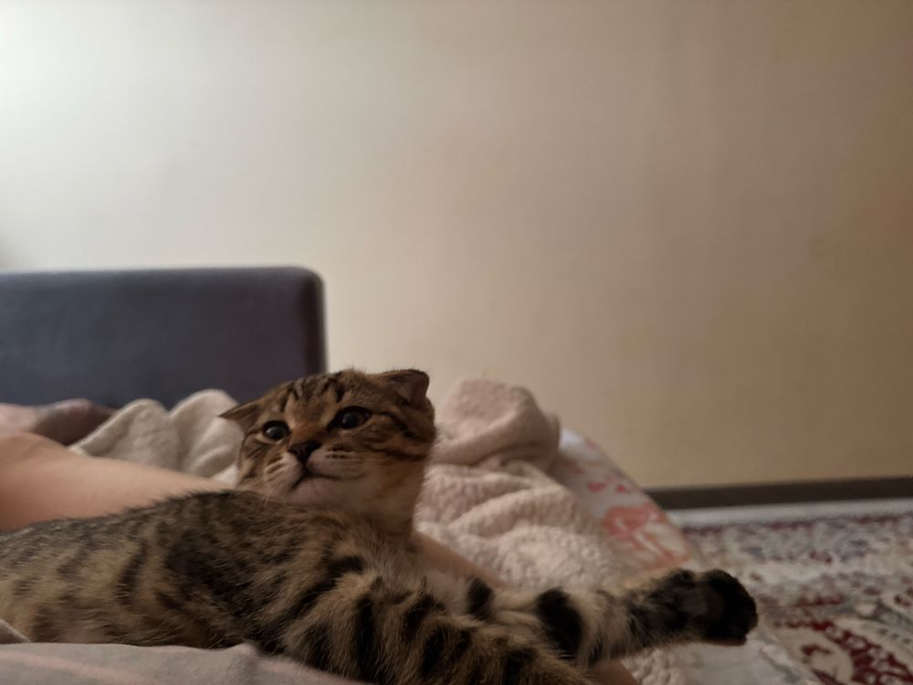 Шотладский вислоухий котенок
