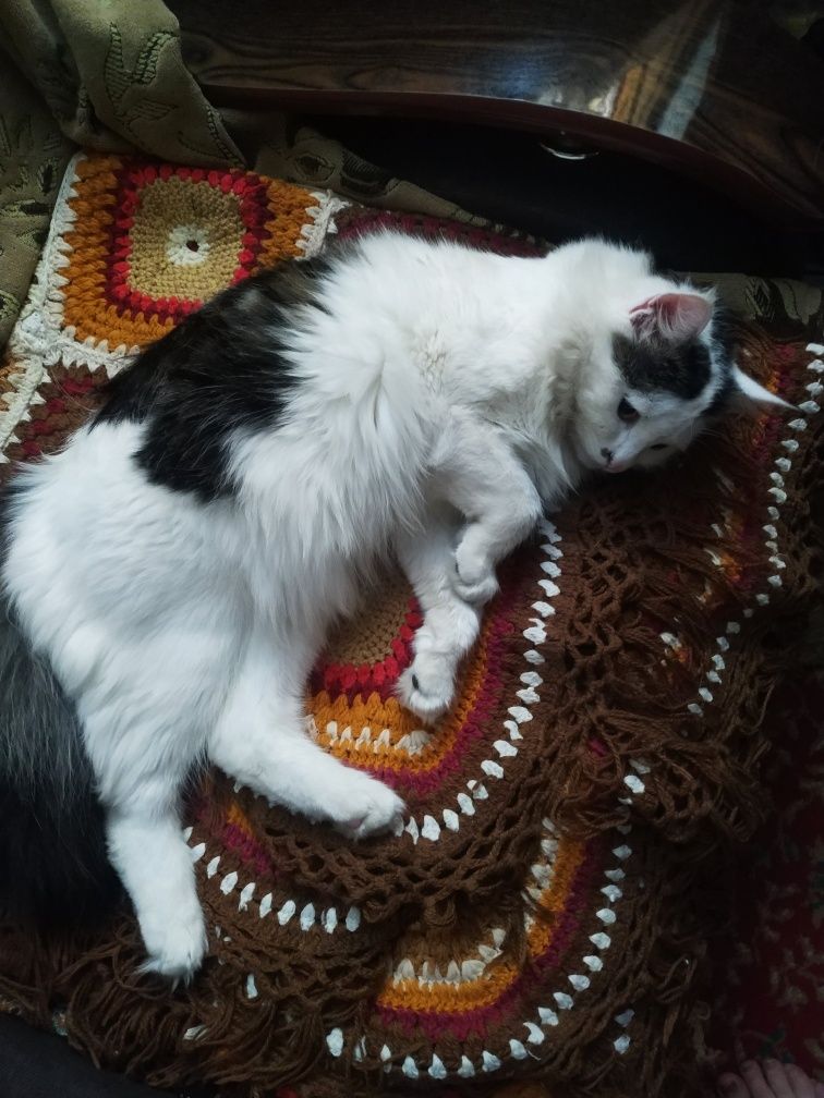 Отдам кота в хорошие руки