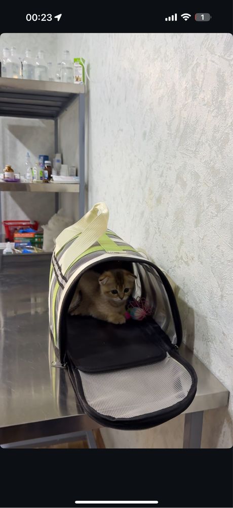 кошка золотой шиншилла скотш фолд