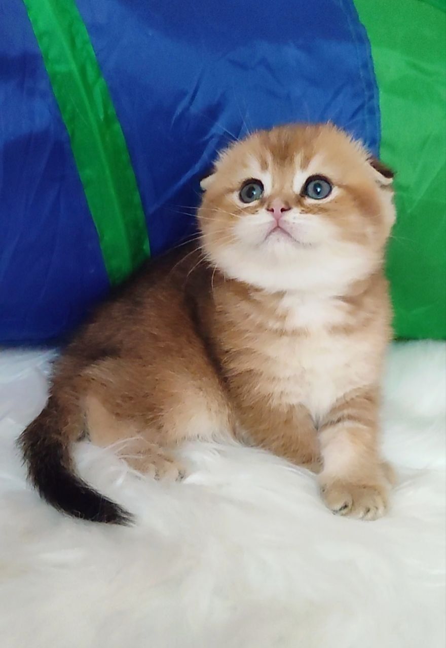 Скоттиш фолд  девочка золотая шиншилла