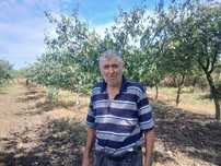 Prune  Stanley 4 ron kg