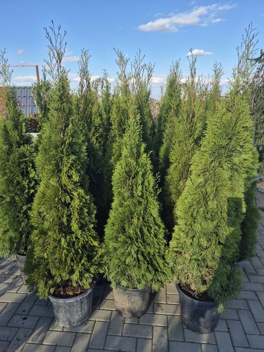 Tuia smaragd 160-170cm