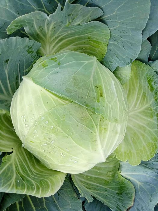 Vând varză Beverly Hils