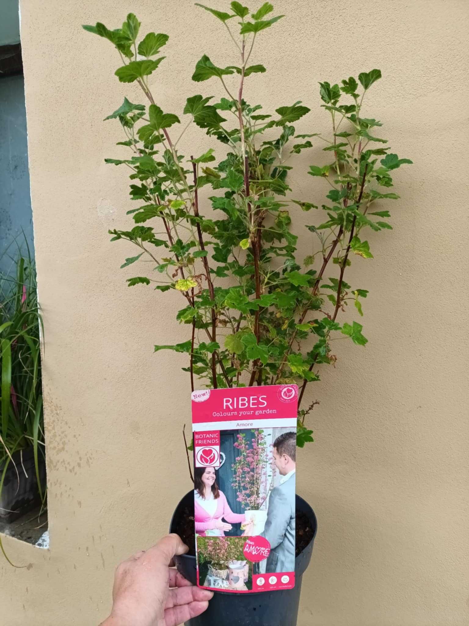 Ribes Amore/декоративно френско грозде/