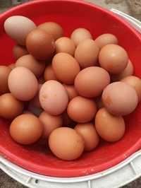 Ouă de casă proaspete , gainile sunt hranite doar cu cereale.