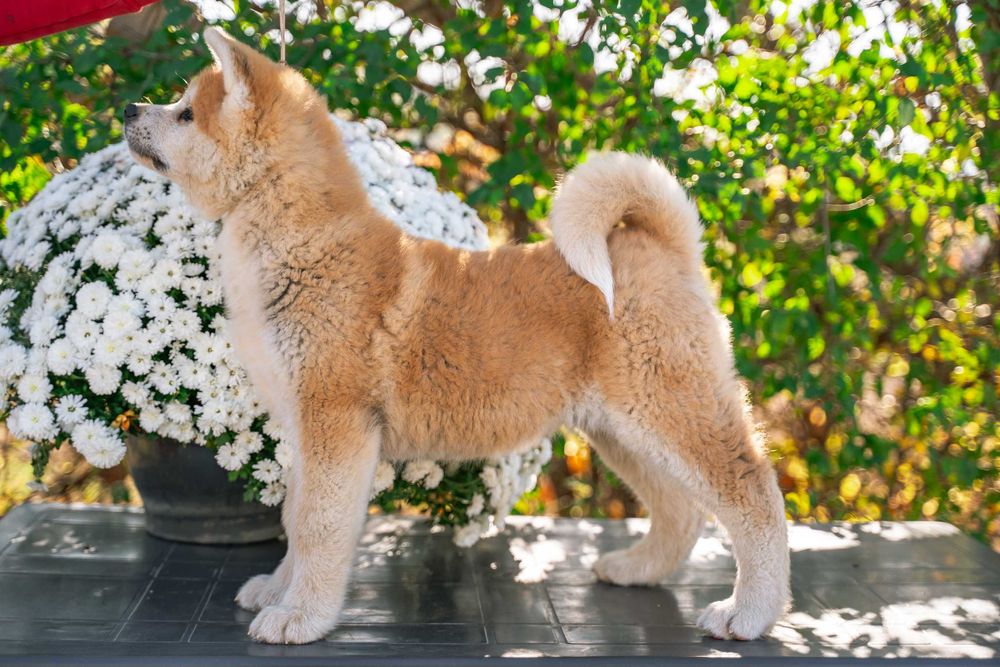 Акита ину - мъжко