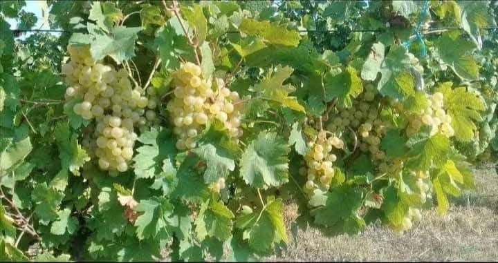 Vând struguri de vin