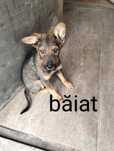 Dau catei spre adoptie