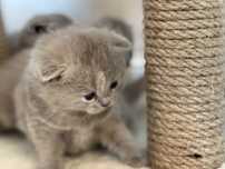 Британски и шотландски котета