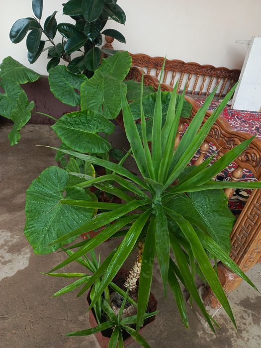 Хона гуллари сотилади